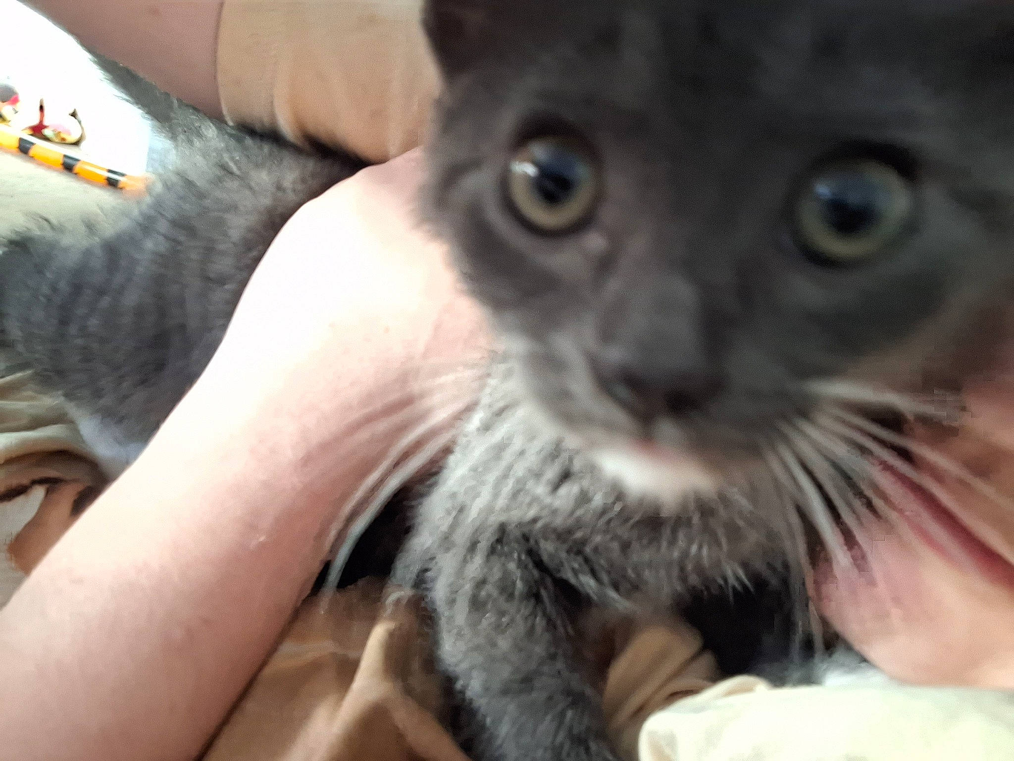 Mr Grey is registered to the contest to win money with this photo: carnivore, cat, claw, domestic_short_haired_cat, ear, fawn, felidae, fur, iris, nail, paw, small_to_medium_sized_cats, snout, terrestrial_animal, whiskers