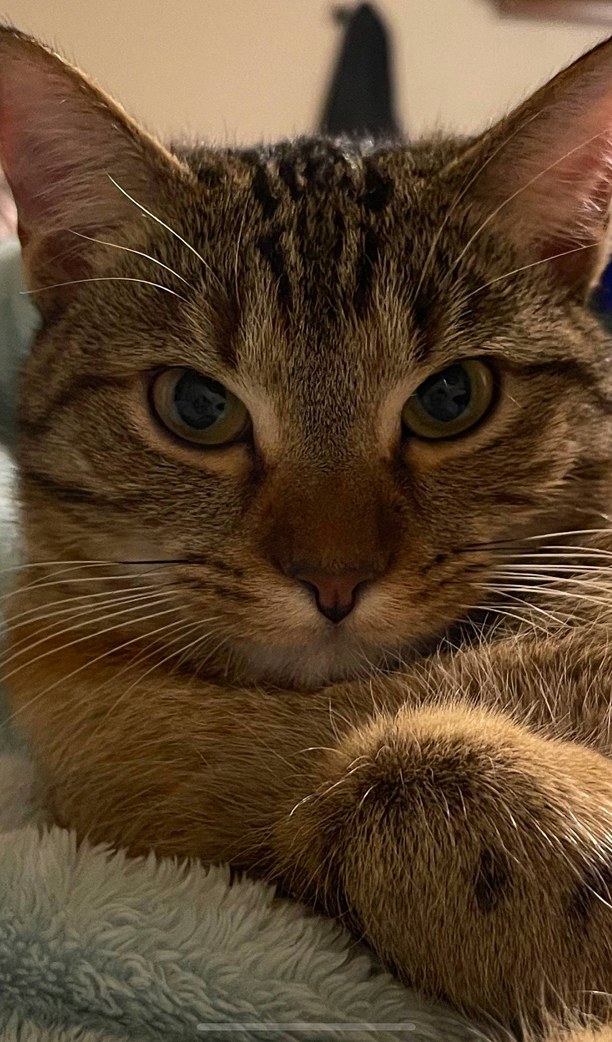 Journey joined the competition — help win amazing prizes! carnivore, cat, claw, close_up, domestic_short_haired_cat, eye, felidae, fur, paw, small_to_medium_sized_cats, snout, terrestrial_animal, tree, vertebrate, whiskers, wildlife