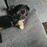 Monty is registered to the contest to win money with this photo: puppy, dog, small_dog, black_fur, tan_fur, cushion, sofa, indoor, pet, animal, close_up, cute, young, resting, cozy, texture, furniture, home, looking, curious