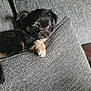 puppy, dog, small_dog, black_fur, tan_fur, cushion, sofa, indoor, pet, animal, close_up, cute, young, resting, cozy, texture, furniture, home, looking, curious