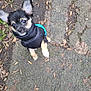 Monty is registered to the contest to win money with this photo: puppy, dog, small_dog, jacket, black_jacket, blue_jacket, outdoor, pavement, leaves, jumping, cute, pet, animal, playful, fur, ears, walking, nature, ground, energetic