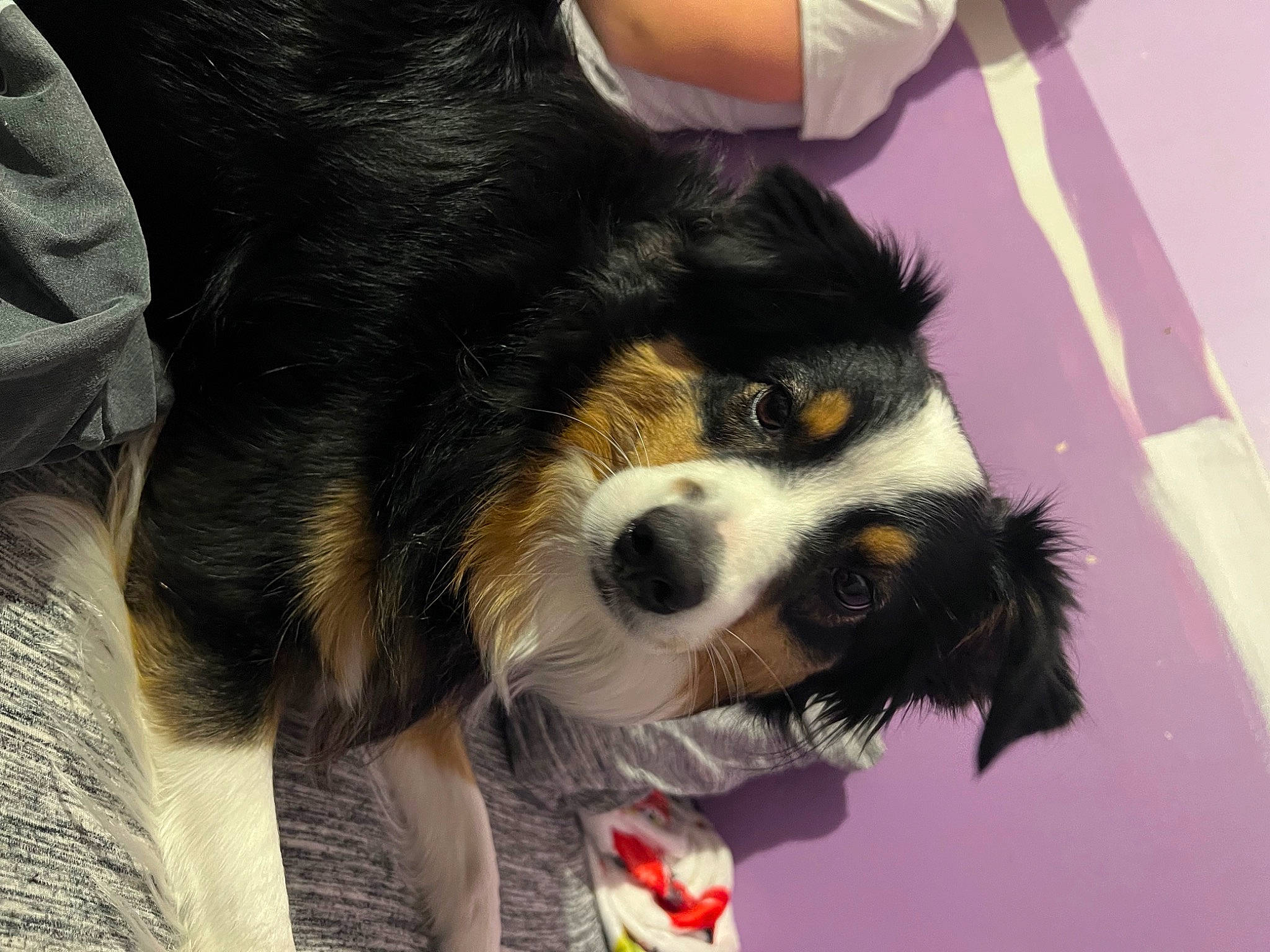 Pandora is registered to the contest to win money with this photo: canidae, carnivore, collar, companion_dog, dog, dog_breed, fur, paw, puppy, spaniel, sporting_group, terrestrial_animal, toy_dog, whiskers, working_animal, working_dog