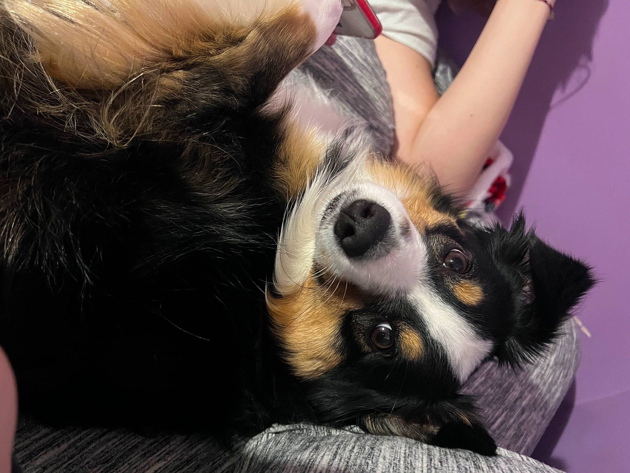 Pandora joined the competition — help win amazing prizes! bernese_mountain_dog, canidae, carnivore, claw, companion_dog, dog, dog_breed, foot, fur, herding_dog, human_leg, paw, plant, sitting, snout, sporting_group, terrestrial_animal, tree, whiskers, working_dog