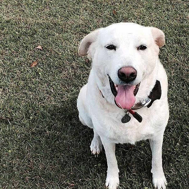Bailey