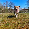 Oxo a rejoint le concours — aidez-le/la à gagner de superbes lots ! dog, canine, outdoor, grass, sunny, blue_sky, trees, happy, tongue_out, walking, nature, pet, animal, ears, daylight, house, fence, field, spring, smiling
