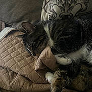 Astro joined the competition — help win amazing prizes! cat, tabby, sleeping, cozy, blanket, quilted, pillow, indoor, pet, fur, whiskers, relaxed, nap, cute, animal, domestic, resting, soft, comfortable, feline