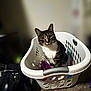 Astro is registered to the contest to win money with this photo: cat, tabby_cat, laundry_basket, toys, indoor, pet, curious, looking_at_camera, white, plastic, floor, blurred_background, playful, animal, domestic_cat, feline, household, sitting, closeup, cute
