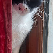 Saphir participe au concours pour gagner de l'argent avec cette photo : carnivore, cat, curious, domestic_short_haired_cat, door, eye, felidae, fur, small_to_medium_sized_cats, snout, tail, terrestrial_animal, whiskers, window