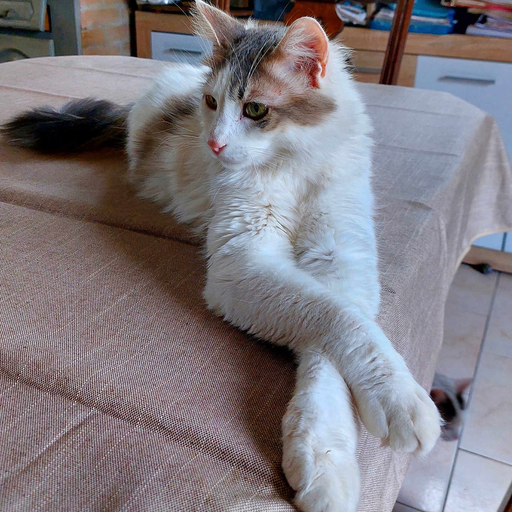 Pacha participe au concours pour gagner de l'argent avec cette photo : cat, fluffy, white, gray, table, tablecloth, crossed_paws, indoor, furniture, wooden_chair, pet, relaxed, animal, domestic, cozy, floor, curious, background, kitten, resting