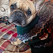 Roxy is registered to the contest to win money with this photo: dog, french_bulldog, sweater, plaid_blanket, indoor, pet, cozy, brown, face, ears, eyes, fur, portrait, looking_up, couch, decor, pillow, furry, sitting, animal
