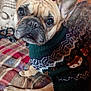 dog, french_bulldog, sweater, plaid_blanket, indoor, pet, cozy, brown, face, ears, eyes, fur, portrait, looking_up, couch, decor, pillow, furry, sitting, animal