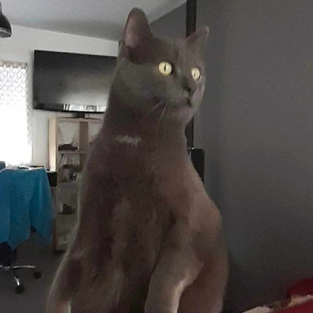 Boye participe au concours pour gagner de l'argent avec cette photo : alert, animal, cat, chair, curious, domestic_cat, ears, feline, furniture, gray_cat, home, indoor, living_room, mammal, pet, shelf, standing, television, whiskers, yellow_eyes