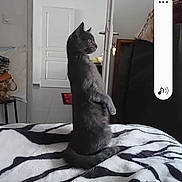 Boye participe au concours pour gagner de l'argent avec cette photo : animal, bed, blanket, cat, curious, door, doorway, furniture, gray_cat, indoor, lamp, looking, modern_interior, pet, phone_interface, profile_view, room, screenshot, standing_cat, zebra_pattern