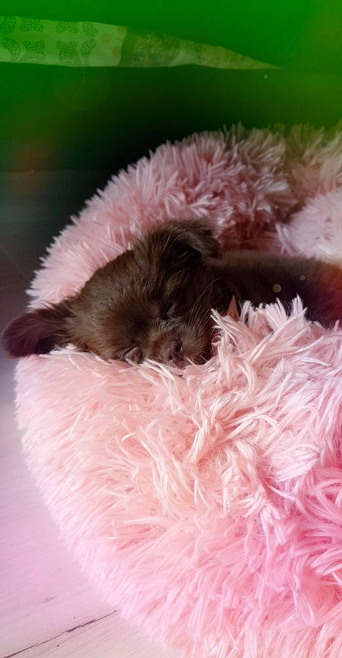 Pepsi a rejoint le concours — aidez-le/la à gagner de superbes lots ! canidae, cat, fur, pink, puppy, snout, tail, whiskers