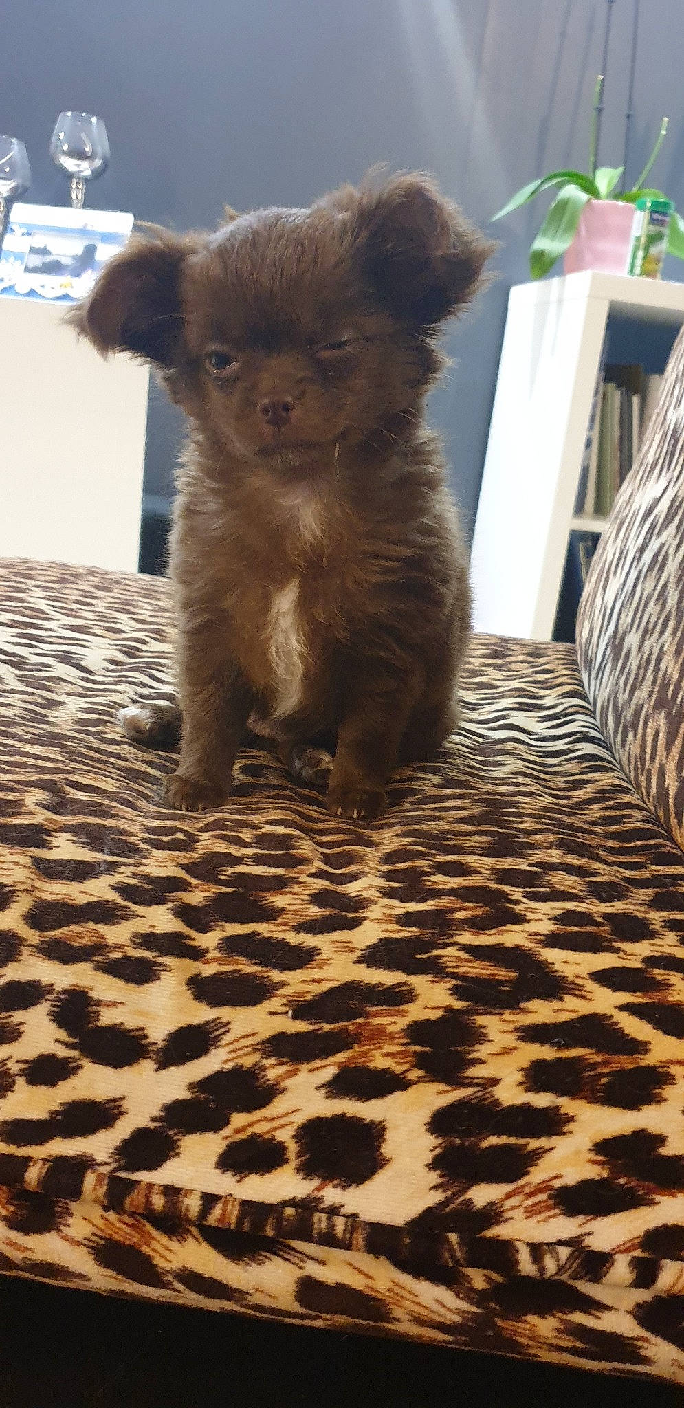 Pepsi a rejoint le concours — aidez-le/la à gagner de superbes lots ! bolonka, canidae, carnivore, chihuahua, companion_dog, dog, dog_breed, fawn, liver, mammal, morkie, puppy, sporting_group, toy_dog, vertebrate, yorkipoo