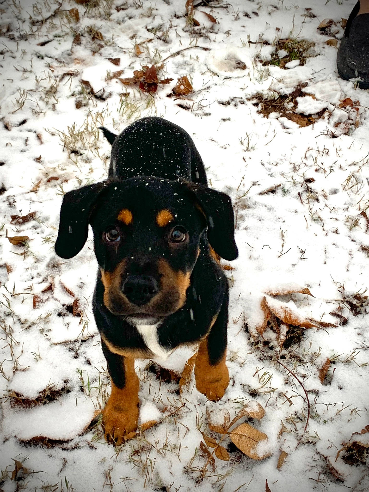 Nash is registered to the contest to win money with this photo: canidae, carnivore, companion_dog, dog, dog_breed, fawn, freezing, fur, hunting_dog, precipitation, puppy, snout, snow, sporting_group, terrestrial_animal, tree, winter, working_animal, working_dog