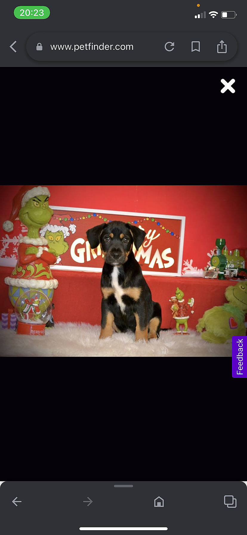 Nash joined the competition — help win amazing prizes! advertising, brand, canidae, carnivore, companion_dog, display_device, dog, dog_breed, dog_supply, font, logo, pet_supply, rectangle, room, sporting_group, stuffed_toy, working_animal, working_dog