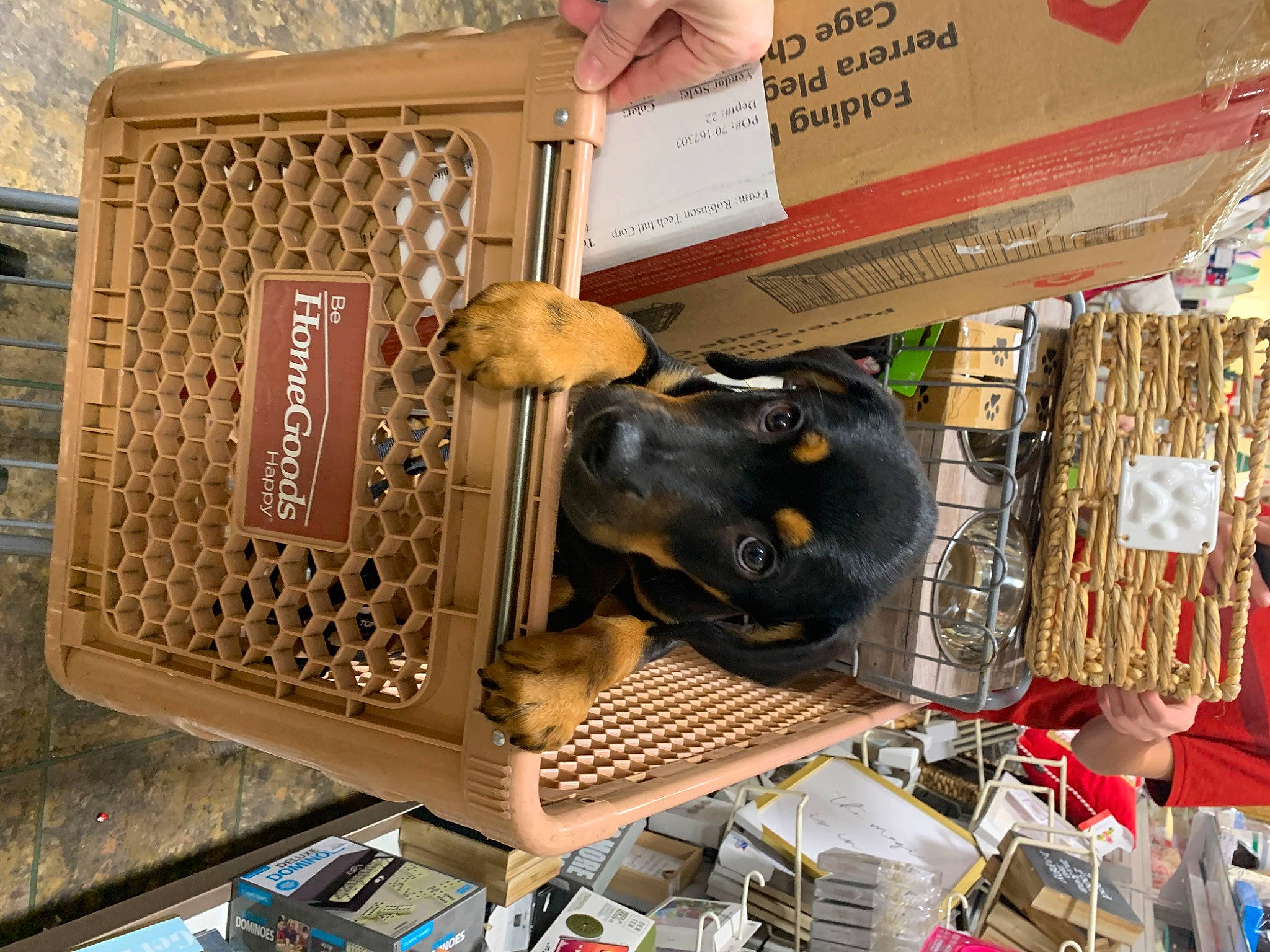 Nash joined the competition — help win amazing prizes! bag, box, fashion_accessory, font, machine, mammal, market, metal, product, retail, room, vertebrate, wood