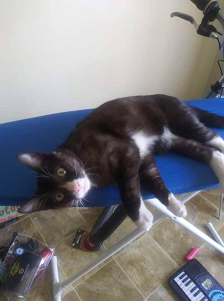 Kuzma joined the competition — help win amazing prizes! black_cat, carnivore, cat, claw, comfort, dog_breed, domestic_short_haired_cat, felidae, flooring, fur, hardwood, room, small_to_medium_sized_cats, snout, sporting_group, tail, whiskers