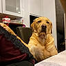 Volt participe au concours pour gagner de l'argent avec cette photo : animal, appliance, arm, cabinet, clothing, cozy, dog, domestic, fur, golden_retriever, indoor, kitchen, labrador, paw, person, pet, relaxed, resting, seated, table