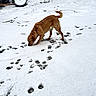Volt participe au concours pour gagner de l'argent avec cette photo : animal, backyard, canine, cold, curious, daylight, dog, footprints, fur, golden_retriever, mammal, nature, outdoor, paw_prints, pet, playful, season, sniffing, snow, winter