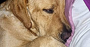 Volt participe au concours pour gagner de l'argent avec cette photo : animal, bed, blanket, canine, companion, cozy, cute, dog, domestic, fur, golden_retriever, indoors, pet, pillow, purple, relaxed, resting, sleeping, snuggling, white