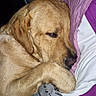 animal, bed, blanket, canine, companion, cozy, cute, dog, domestic, fur, golden_retriever, indoors, pet, pillow, purple, relaxed, resting, sleeping, snuggling, white