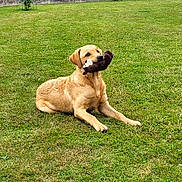 Volt a rejoint le concours — aidez-le/la à gagner de superbes lots ! dog, golden_retriever, lawn, grass, toy, plush_toy, pet, animal, outdoor, playing, cute, lying_down, mammal, canine, grass_field, daylight, adorable, young_dog, nature, fun