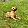 dog, golden_retriever, lawn, grass, toy, plush_toy, pet, animal, outdoor, playing, cute, lying_down, mammal, canine, grass_field, daylight, adorable, young_dog, nature, fun