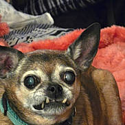 Ratchet joined the competition — help win amazing prizes! animal, blanket, brown_fur, close_up, collar, companion, cozy, cute, dog, domestic_animal, ears, expression, face, furry, indoor, pet, portrait, resting, small_dog, teeth