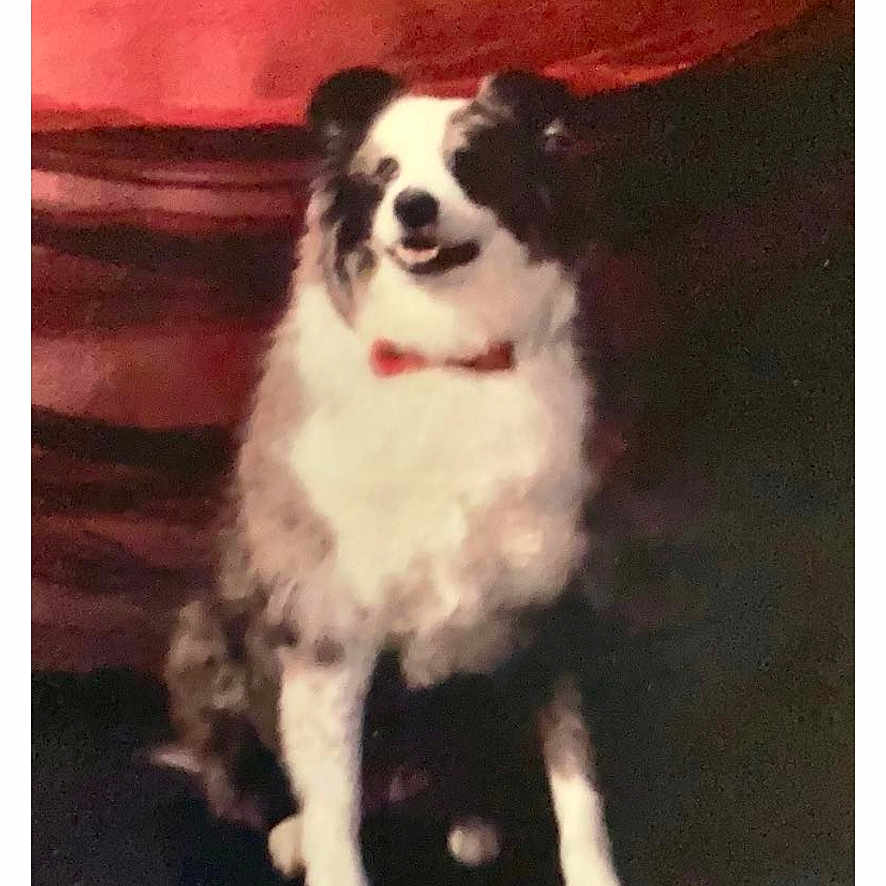 Mason Taylor is registered to the contest to win money with this photo: animal, background, black_and_white, bow_tie, canine, companion, cute, dog, domestic_animal, fluffy, friendly, furry, fuzzy, indoor, mammal, pet, portrait, red, sitting, smiling