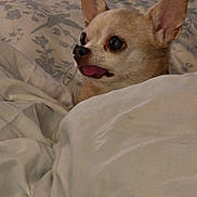 Paris is registered to the contest to win money with this photo: animal, bed, blanket, chihuahua, closeup, comfort, cozy, cute, dog, domestic, ears, fur, indoor, pet, resting, sleeping_area, small_dog, snuggled, tongue_out, wide_eyes