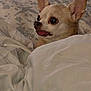 animal, bed, blanket, chihuahua, closeup, comfort, cozy, cute, dog, domestic, ears, fur, indoor, pet, resting, sleeping_area, small_dog, snuggled, tongue_out, wide_eyes