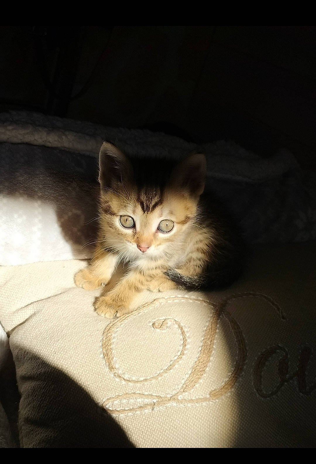 Tâm participe au concours pour gagner de l'argent avec cette photo : carnivore, cat, comfort, darkness, domestic_short_haired_cat, fawn, felidae, fur, linens, paw, sitting, sleeve, small_to_medium_sized_cats, snout, still_life_photography, whiskers, window, wood