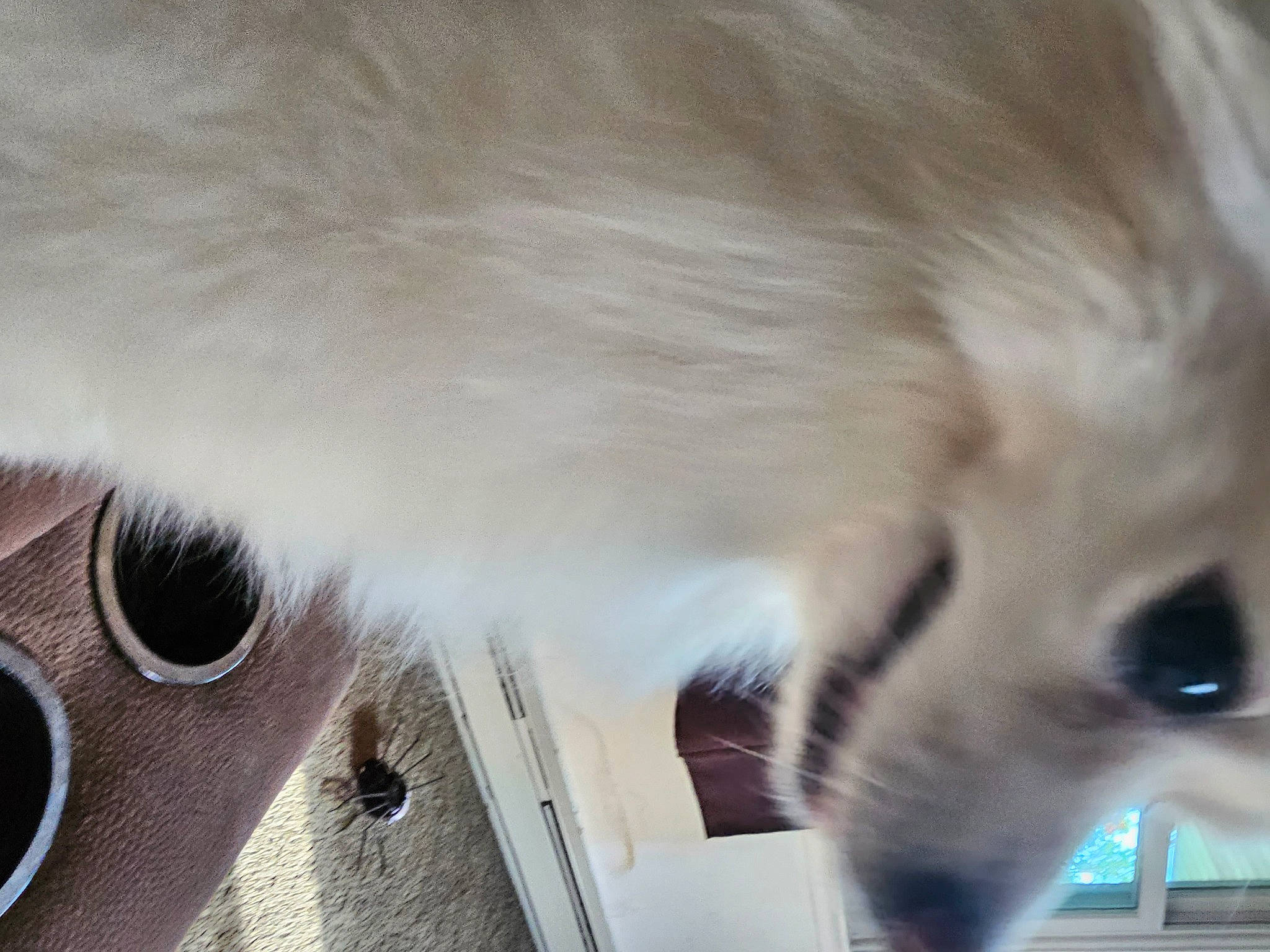 Sunny is registered to the contest to win money with this photo: canidae, carnivore, cat, companion_dog, dog, dog_breed, eyelash, fawn, felidae, fur, iris, snout, sporting_group, tail, whiskers, wildlife, working_animal