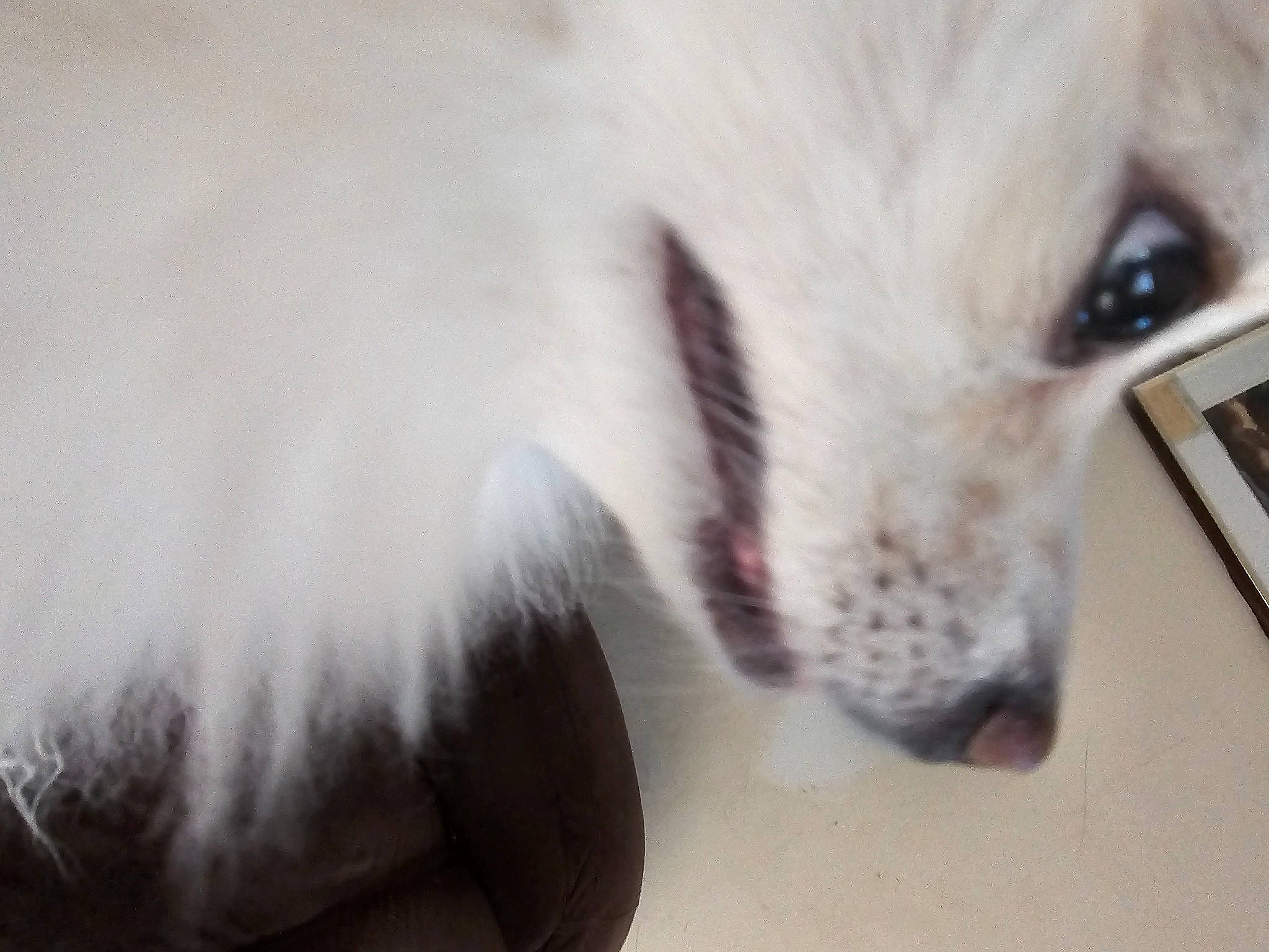 Sunny joined the competition — help win amazing prizes! canidae, carnivore, companion_dog, dog, dog_breed, fawn, fur, laptop, non_sporting_group, paw, sporting_group, whiskers, working_animal