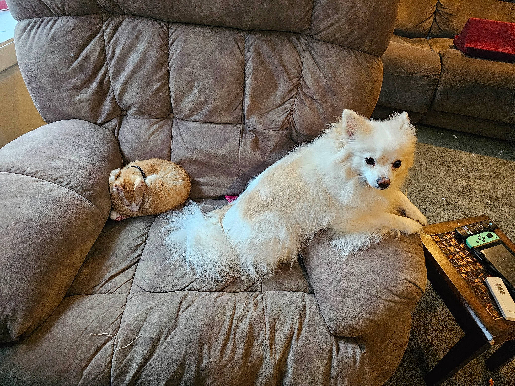 Sunny joined the competition — help win amazing prizes! carnivore, comfort, companion_dog, couch, dog, dog_breed, dog_supply, fawn, felidae, fur, furniture, german_spitz, hardwood, small_terrier, spitz, sporting_group, tail, toy_dog, whiskers, wood