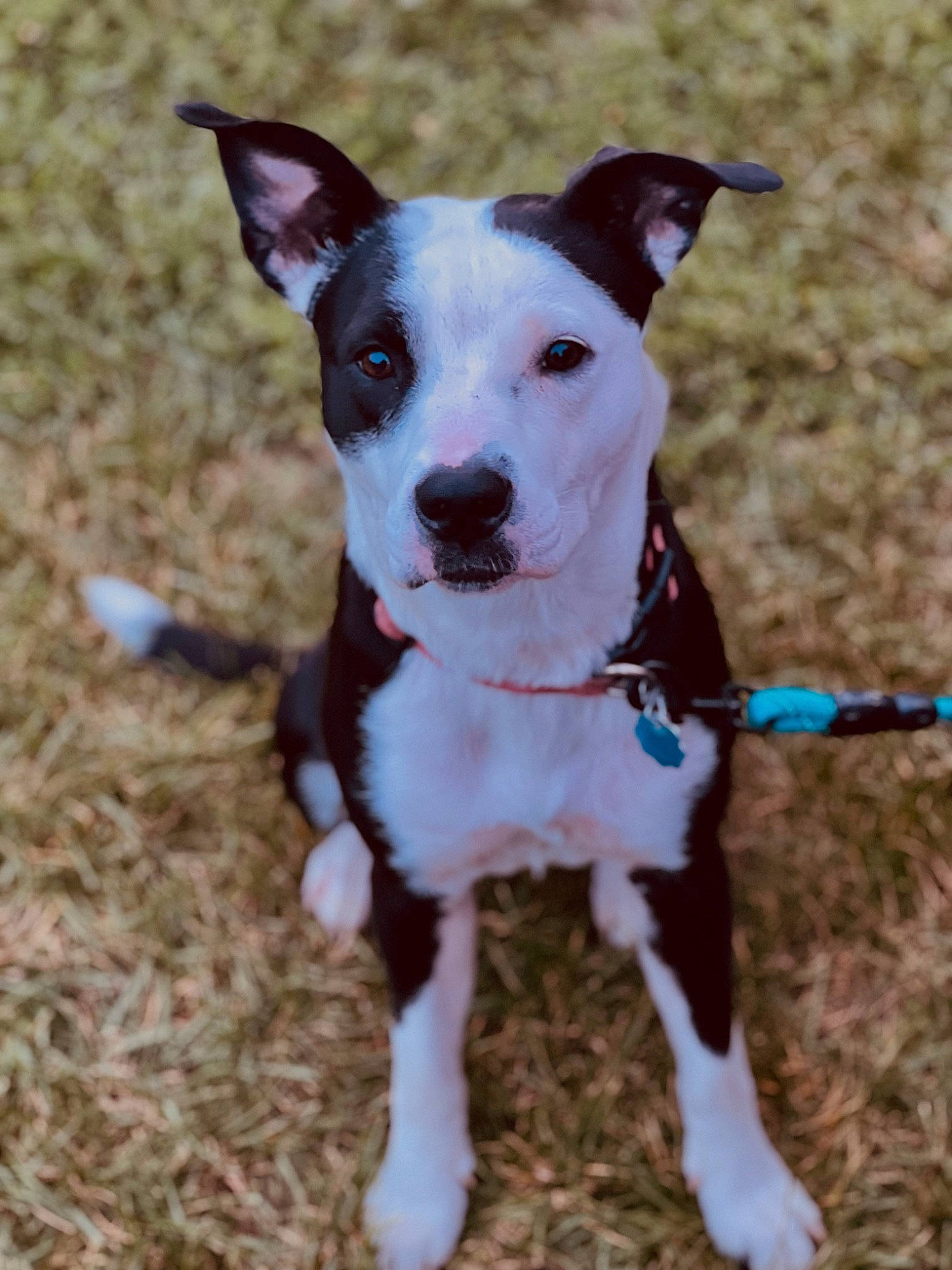 Bella is registered to the contest to win money with this photo: canidae, carnivore, collar, companion_dog, dog, dog_breed, dog_clothes, dog_collar, dog_supply, fashion_accessory, fawn, leash, non_sporting_group, paw, pet_supply, plant, snout, sporting_group, tail, working_animal