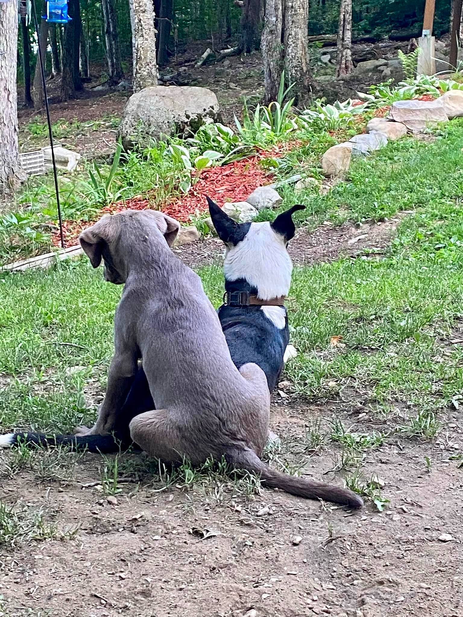 Bella is registered to the contest to win money with this photo: art, botany, carnivore, companion_dog, dog, dog_breed, fawn, grass, groundcover, lawn_ornament, mammal, plant, sculpture, snout, statue, tail, terrestrial_animal, tree, wood, working_animal