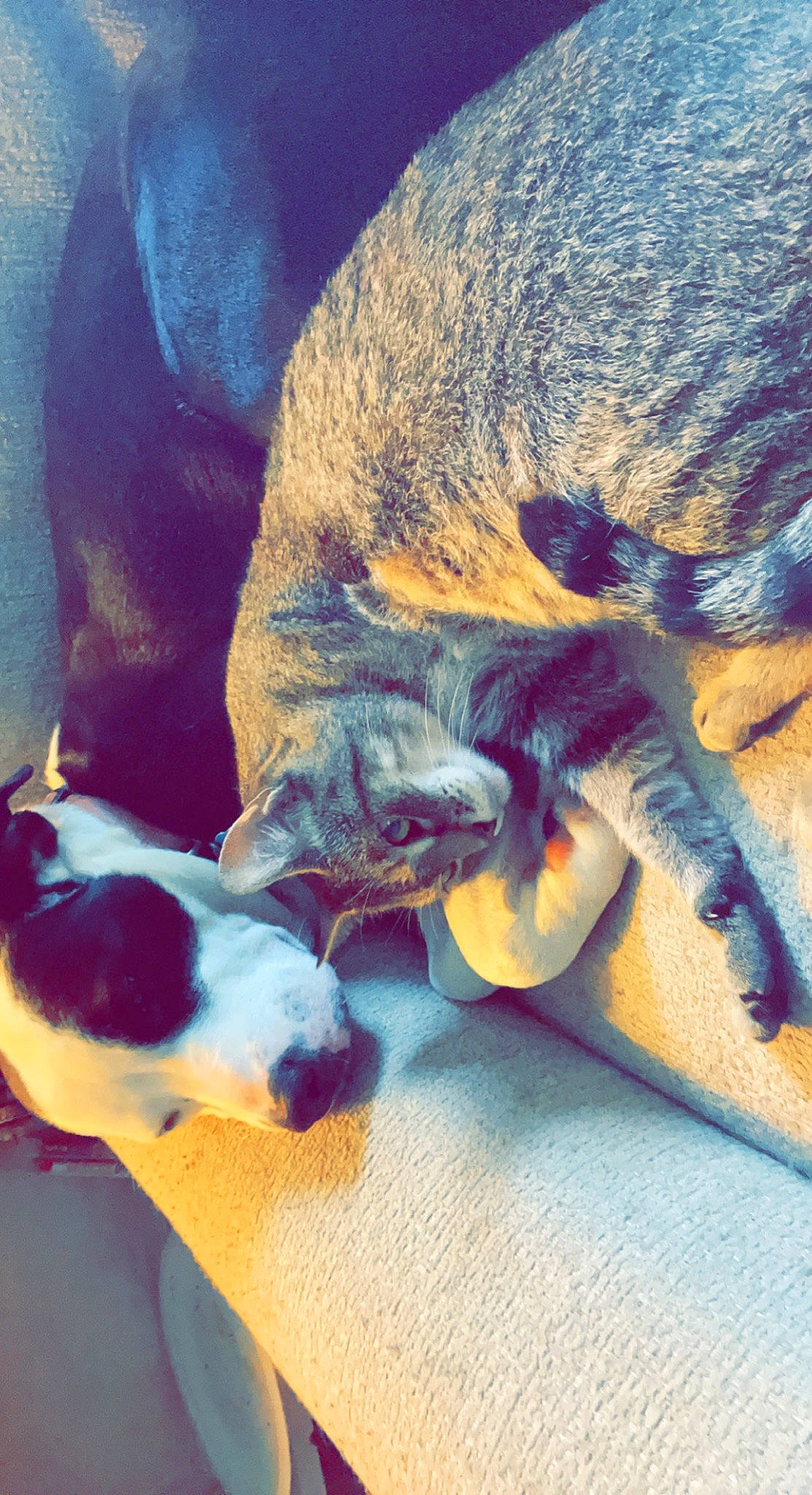 Bella is registered to the contest to win money with this photo: carnivore, cloud, comfort, companion_dog, dog, dog_breed, electric_blue, fawn, felidae, fur, human_leg, mammal, paw, small_to_medium_sized_cats, snout, sporting_group, tail, vertebrate, whiskers, working_animal