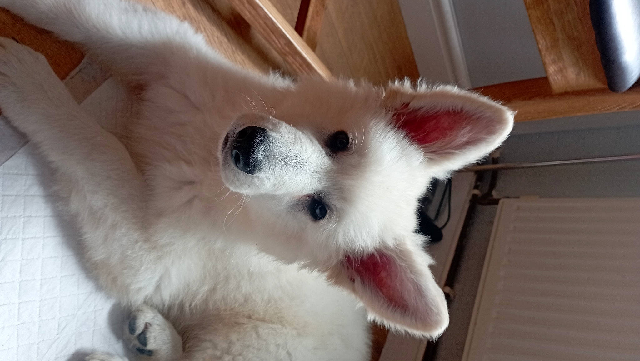 Casper is registered to the contest to win money with this photo: carnivore, cat, companion_dog, dog_breed, ear, eye, eyebrow, eyelash, fawn, felidae, fur, head, iris, samoyed, small_to_medium_sized_cats, snout, tail, thai, whiskers, wood