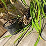 cat, tabby, plant, potted_plant, wooden_deck, outdoor, sunlight, green_leaves, pet, animal, feline, nature, leafy, relaxing, shadows, wood, closeup, daylight, domestic_cat, curious