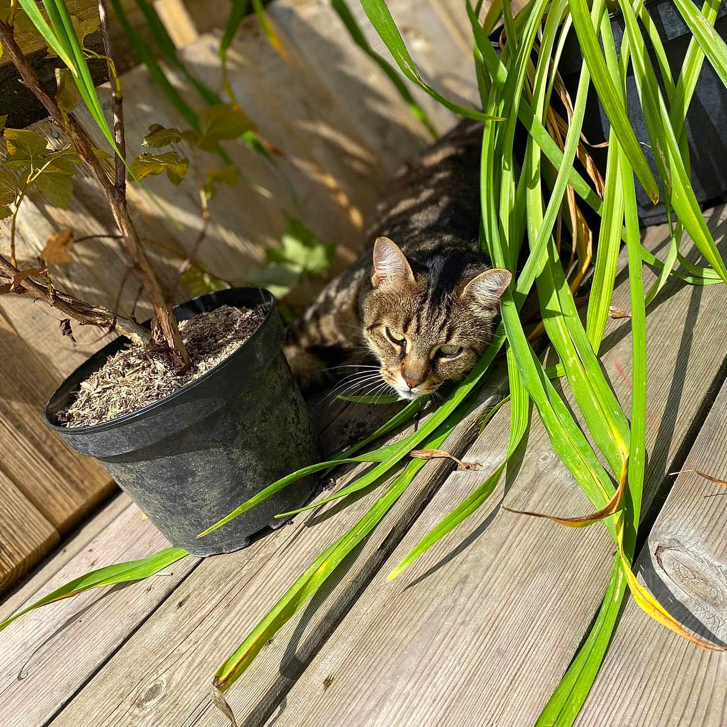 Grizou participe au concours pour gagner de l'argent avec cette photo : animal, cat, closeup, curious, daylight, domestic_cat, feline, green_leaves, leafy, nature, outdoor, pet, plant, potted_plant, relaxing, shadows, sunlight, tabby, wood, wooden_deck