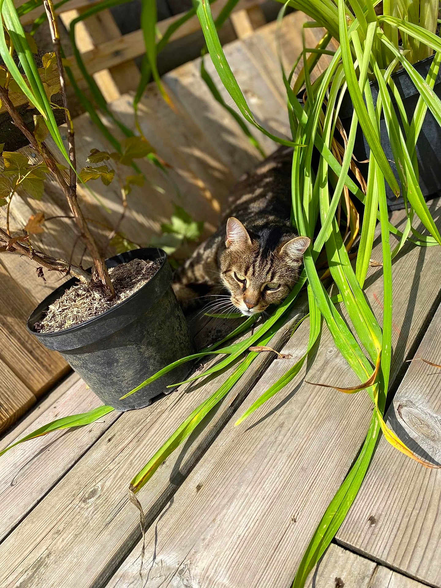Grizou participe au concours pour gagner de l'argent avec cette photo : cat, tabby, plant, potted_plant, wooden_deck, outdoor, sunlight, green_leaves, pet, animal, feline, nature, leafy, relaxing, shadows, wood, closeup, daylight, domestic_cat, curious