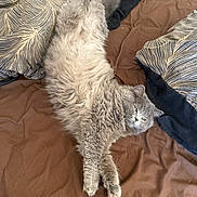 Coco participe au concours pour gagner de l'argent avec cette photo : animal, bed, cat, cozy, cute, domestic, fluffy, fur, furniture, gray, indoor, lying_down, mammal, pet, pillow, relaxed, resting, sleepy, soft, whiskers