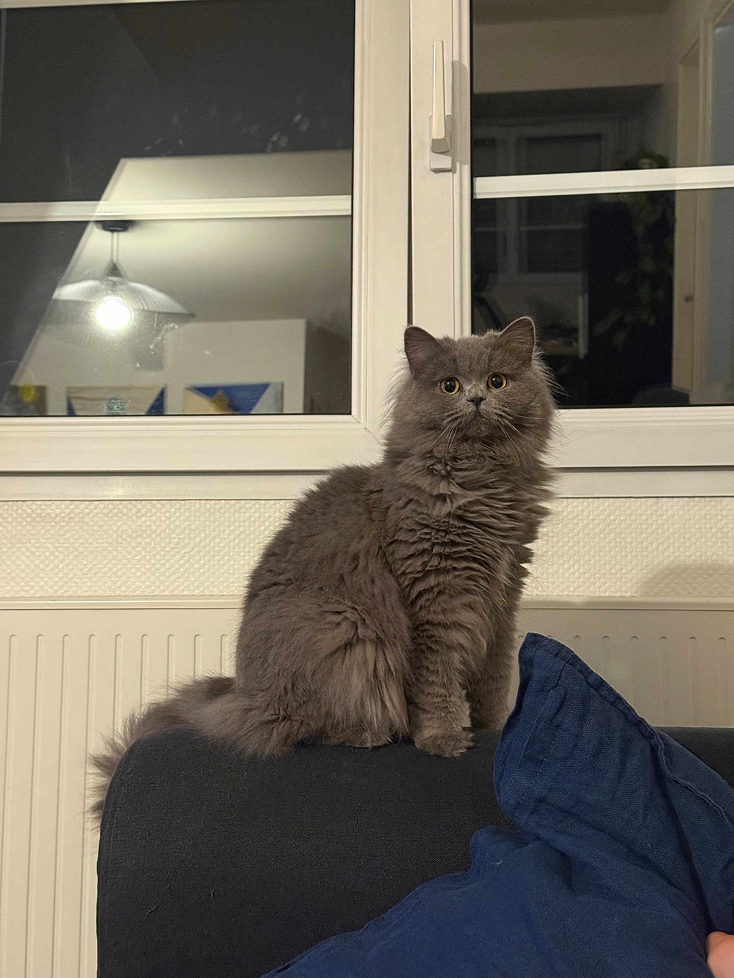 Coco