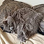 Coco a rejoint le concours — aidez-le/la à gagner de superbes lots ! animal, bed, blanket, cat, claws, cozy, curled_up, cute, ears, feline, fluffy, fur, gray_cat, indoor, pet, pillow, resting, sleeping, soft, whiskers