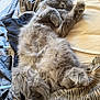 animal, bed, blanket, cat, comfort, cozy, cute, domestic_cat, feline, fluffy, fur, gray_cat, indoor, nap, paw, pet, relaxed, resting, sleeping, soft