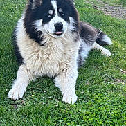 Colby participe au concours pour gagner de l'argent avec cette photo : alaskan_malamute, animal, black_and_white, dog, ears, flowers, fluffy, fur, grass, long_hair, lying_down, meadow, nature, outdoors, path, paws, pet, portrait, relaxed, tongue