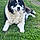 Colby